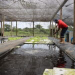 Aquaponia e cultivo de camarão, na TRER, Comunidade Entre Rios, Linhares (ES)