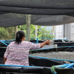 Cultivo de peixe em tanque suspenso, na APFORD, no município de Linhares (ES)