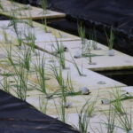 Aquaponia e cultivo de camarão na APFORD, do município de Linhares (ES)